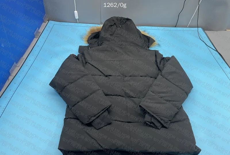 Canada goose 2